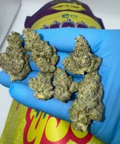 Drooler Strain