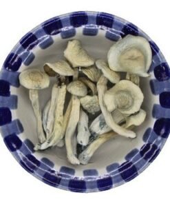 Albino Treasure Coast