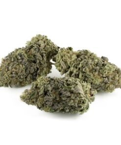 Fruit Gushers by Pluto Craft Cannabis