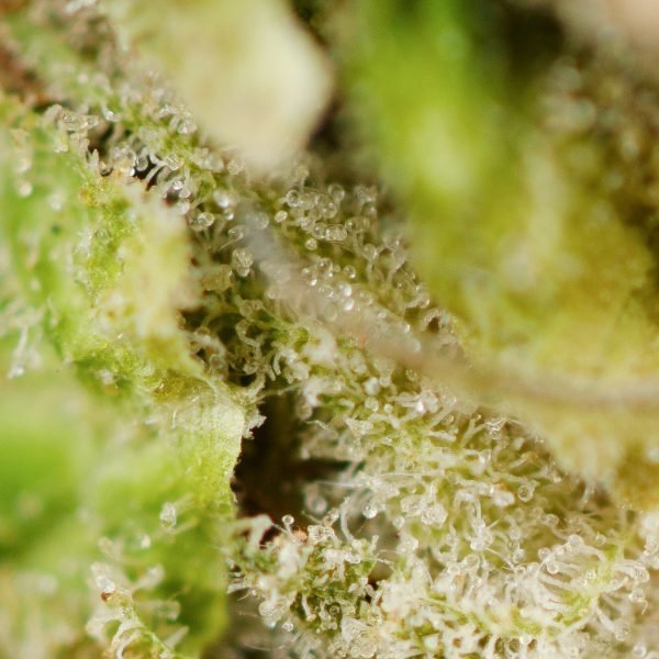 Northern-Lights-Strain-Macro-600x600-1.jpg