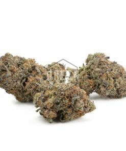 Purple Zkittlez by Ethos Genetics